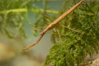 Jehlanka valcovita - Ranatra linearis - Water Stick Insect 4858